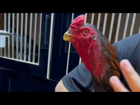Видео: Ассалому алекум хаммага парвозлар янгилик корамиз йохса ЛАЙК БОСИБ КОЯМИЗ 🤘 