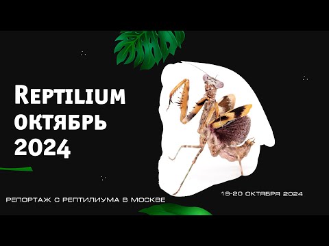 Видео: REPTILIUM Москва октябрь 2024. В конце покажу, что купили.