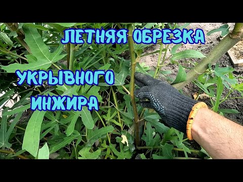 Видео: Обязательная летняя обрезка укрывного инжира: формируем куст к урожаю!