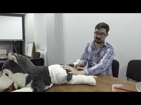 Видео: Практическое занятие для волонтеров - Наложение повязок животным. Часть 1