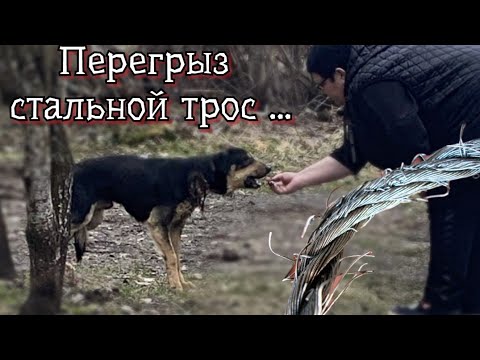 Видео: ПЕРЕГРЫЗ СТАЛЬНОЙ ТРОС, чтобы ЖИТЬ и найти новую СЕМЬЮ! История спасения Тобика.