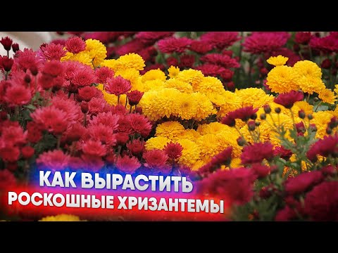 Видео: Как вырастить роскошные хризантемы