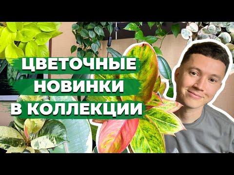 Видео: Обзор Новых Комнатных растений в Моей Коллекции » Август 2024