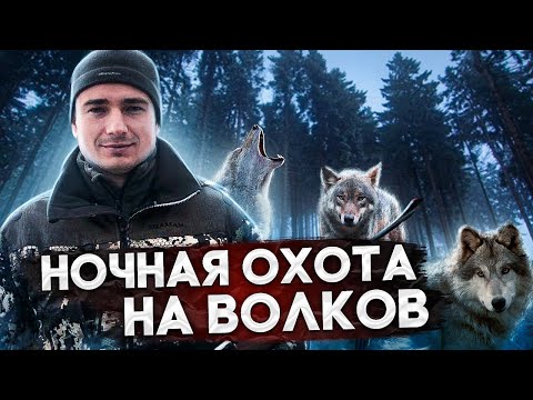 Видео: Стая Волков нападает на охотника. Охота на волка.A pack of Wolves attacks the hunter. Wolf hunting.