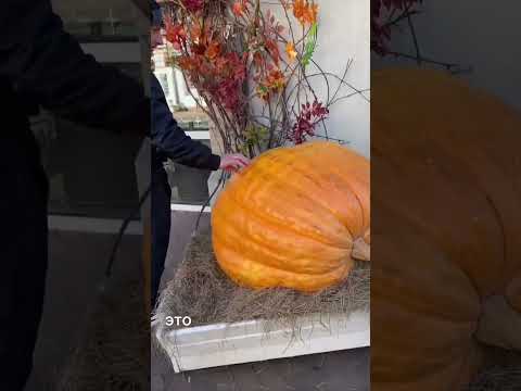 Видео: Золотая осень в Светлогорске