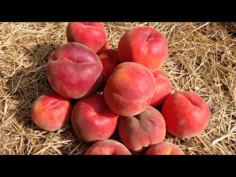 Видео: Персик Рубі Принц. Peach Rubi Prince. Гарний і смачний, комерційний сорт