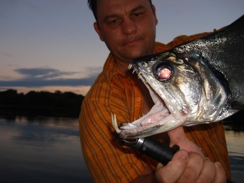 Видео: Экспедиция в Амазонию