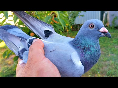 Видео: Почтовый голубь прилетел с дистанции через 20 дней/Homing pigeon arrived in 20 days