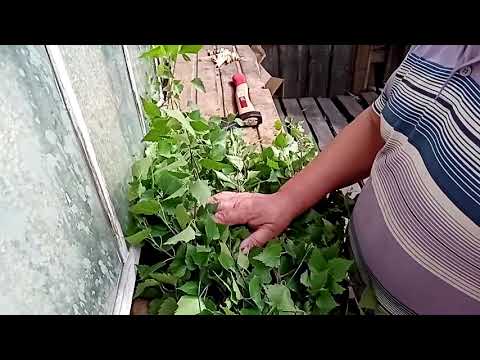 Видео: Когда заготавливать берёзовые веники. Как правильно вязать берёзовый веник. Веники заготовка