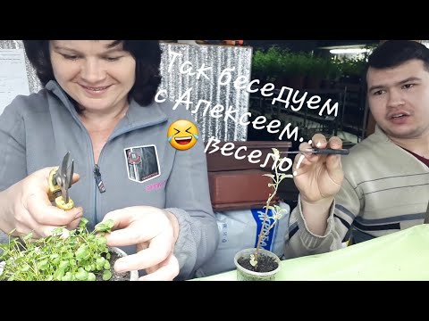 Видео: Вегетативное или семенное размножение. Что выгоднее?