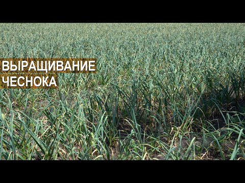 Видео: Выращивание чеснока. Ферма Лесниченко