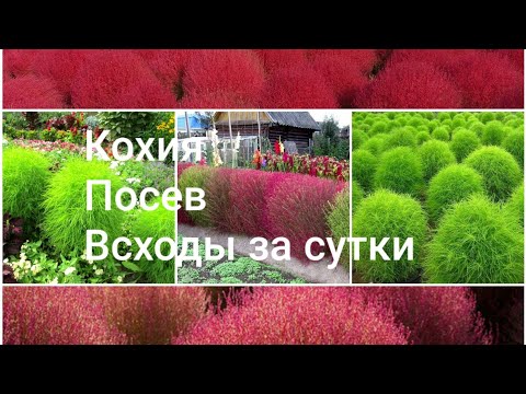 Видео: Кохия Посев Всходы за сутки!!!