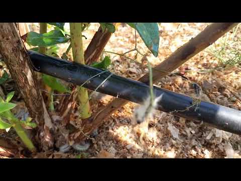 Видео: Американская бабочка и медод борьбы с ней!!!