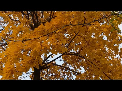 Видео: Золотая осень в нашем городском парке 
