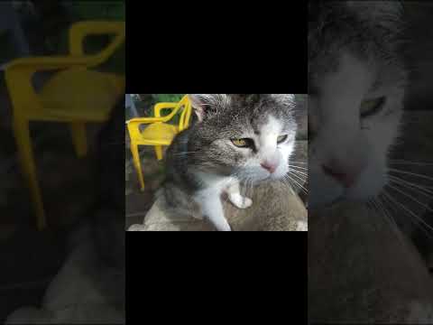 Видео: Мост Радуги. В память кошке другу. Мурка 20 лет.