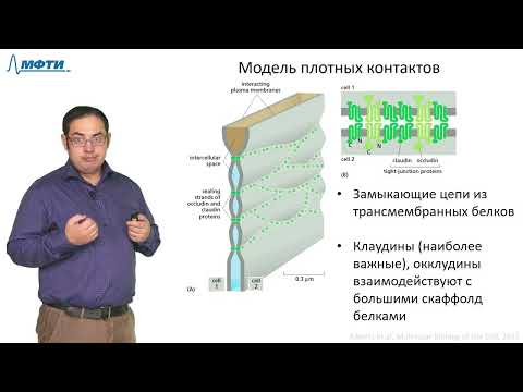 Видео: Лекция 7.2. Клеточные контакты и экстраклеточный матрикс. Трофимов В.В., МФТИ (2021)