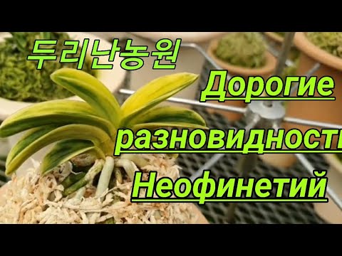 Видео: Дорогие разновидности НЕОФИНЕТИЙ. Обзор теплицы.두리난농원.