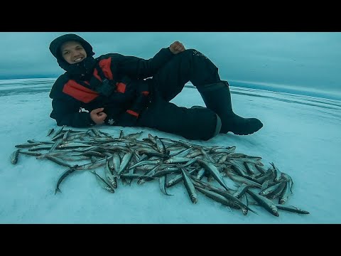 Видео: Ловля КОРЮШКИ зимой на Финском Заливе. Питерский деликатес пахнущий ОГУРЦОМ.