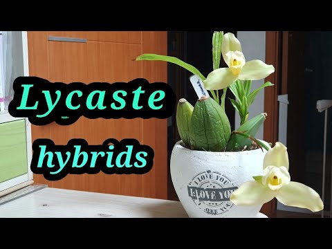Видео: Lycaste (hybrid) описание и уход.