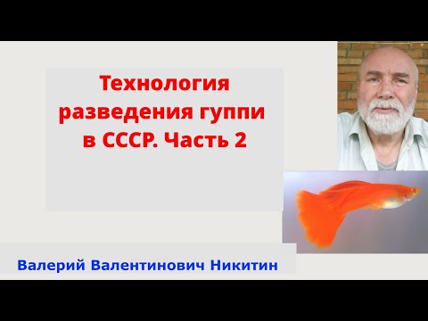 Видео: Технология разведения гуппи в СССР. Часть 2