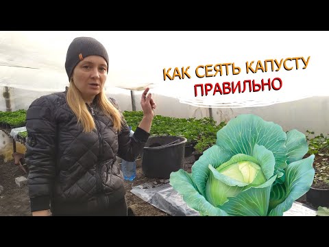 Видео: Сеем капусту - Наш проверенный способ