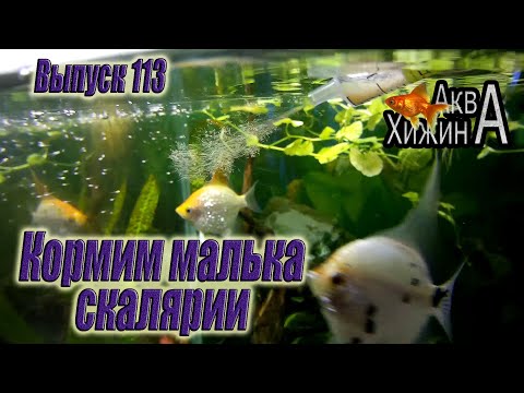 Видео: Кормим малька скалярии. Поплыл малёк у второй пары. Новый аквариум. (Аква Хижина, выпуск 113)