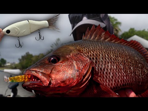 Видео: Ловля мангрового джека в каналах | Рыбалка с использованием TOPWATER + GLIDEBAIT вызывает привыкание