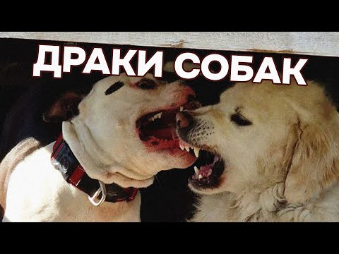 Видео: Как разнимать ДРАКУ СОБАК. Что делать, если НАПАДАЮТ собаки? Как не допустить АГРЕССИИ собак.