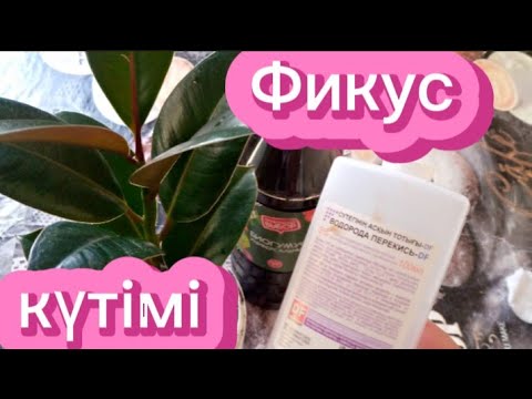 Видео: Фикусты өсіру,күтім жасау#гулдер #үйдің #күтім #өсіру #фикус  Гүлдер әлемі 🌹