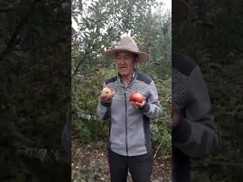 Видео: Яблоня Сиверса. Апорт, Алматинский.