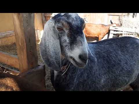 Видео: Козочки  2025 год, завтракаем. 🐐