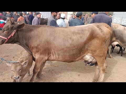 Видео: Мол бозор кумсангир Дахшат гови 70 хазора дугоникзо навор кадем молой оча бача бкачо бкой калон 