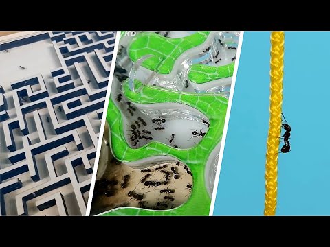 Видео: Три топовых эксперимента с муравьями в одном видео! alex boyko