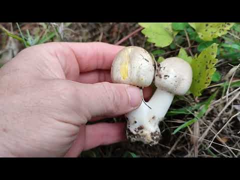 Видео: Крым,сезон грибов.Пошел на тихую охоту#Гурзуф.Краснокаменка#travel 