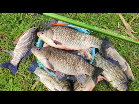 Видео: КАРАСИ МОНСТРЫ НА ПОПЛАВОК!! РЫБАЛКА НА КРУПНОГО КАРАСЯ ВЕСНОЙ