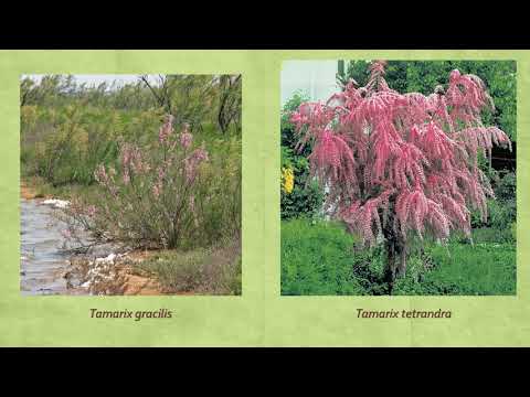 Видео: Пионовые Тополь