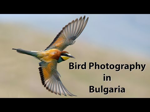 Видео: Щурки, сизоворонки, удоды и съёмка в плавучем укрытии. Фотосъёмка птиц в Болгарии. Часть 3.