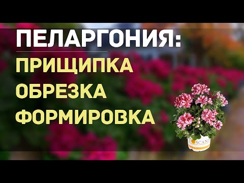 Видео: ФОРМИРУЕМ ПЛЮЩЕЛИСТНУЮ ПЕЛАРГОНИЮ. ОТ А ДО Я.