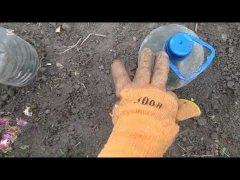 Видео: КАК Я УКРЫВАЮ НА  ЗИМУ МУЛЬТИФЛОРУ,🤗🙏 ОСЕННЯЯ РАБОТА В САДУ🤗🌾🍁🍂🍁🍂🍀🌹