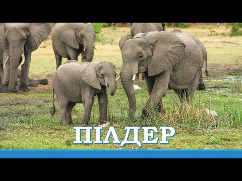 Видео: Пілдер    #ұбт   #ұбт2024   #ұбтғадайындық