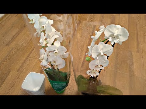 Видео: ТОЛЬКО ПОСЛЕ ЭТОГО... ОРХИДЕИ УХОД ПОСЛЕ ПОКУПКИ ФАЛЕНОПИС !