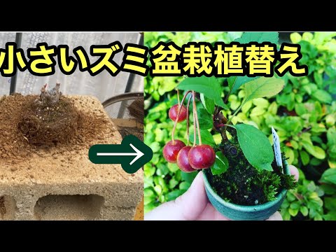 Видео: Малоразмерный malus sieboldii (красный плод) бонсай Подготовка к укоренению/пересадка/Ясуюки