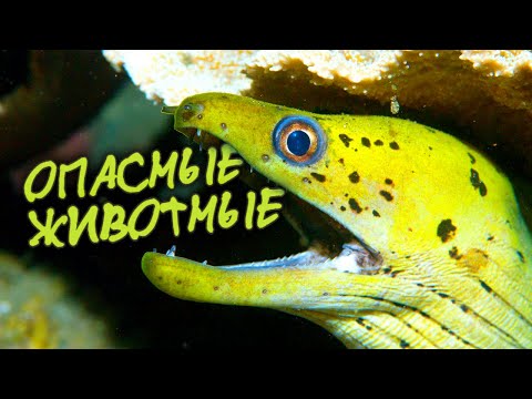 Видео: Самые опасные для человека животные