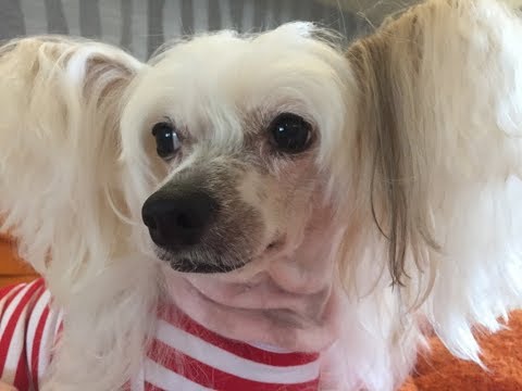 Видео: Китайская хохлатая. Стрижка. Слезотечение, коричневые выделения - почему и как убрать.