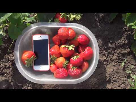 Видео: Обзор средних и поздних сортов клубники.