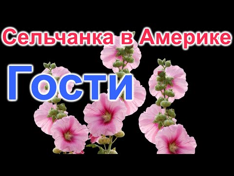 Видео: Сельчанка в Америке. Гости