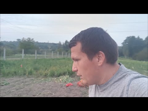 Видео: Почалось‼️Новий етап розпочато‼️Величезна білокрилки нищить врожай капусти😱