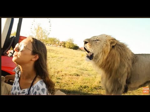 Видео: Журналисты не были готовы к такому ОБЩЕНИЮ со ЛЬВАМИ! Тайган .Крым.