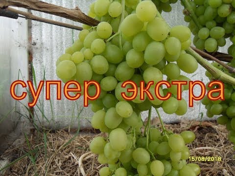Видео: Виноград Беларуси .Лидчина. Сорт  Супер  экстра  .
