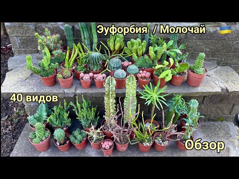 Видео: Обзор 40 видов Еуфорбий (Молочай) для комнатного выращивания.
